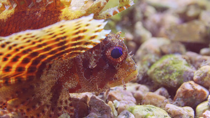 Close up of blue eyed Zebra fish on sandy-rocky bottom in bright sunbeams. Zebra Lionfish, Red Sea Dwarf Lionfish or Zebra Turkeyfish (Dendrochirus zebra, Dendrochirus hemprichi) Red sea, Egypt