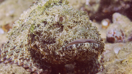 Close up portrait of Bearded Scorpionfish (Scorpaenopsis barbata) lies near stone on seabed in bright sunlight, Red sea, Egypt