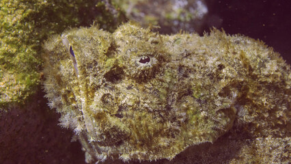 Close-up portrait of Devil Scorpionfish or False stonefish (Scorpaenopsis diabolus) lies on seabed in bright sun rays, Red sea, Egypt