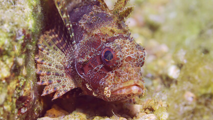 Portrait of Zebra Lionfish, Red Sea Dwarf Lionfish or Zebra Turkeyfish (Dendrochirus zebra, Dendrochirus hemprichi) lies on sandy-rocky bottom at evening time in sunset sunbeams, Red sea, Egypt