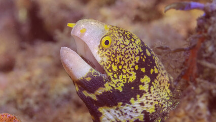Close up portrait of Snowflake moray or Starry moray ell (Echidna nebulosa) on sea bottom on sunny...