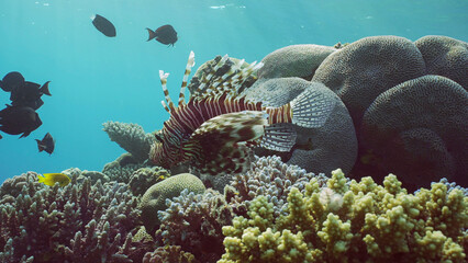 Common Lionfish or Red Lionfish (Pterois volitans) swims over coral reef in blue water in morning sunrays, Red sea, Egypt