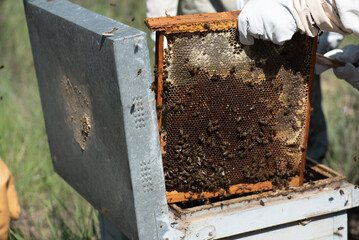 detail of a beekeeper in a protective suit removing panels in a hive to harvest honey