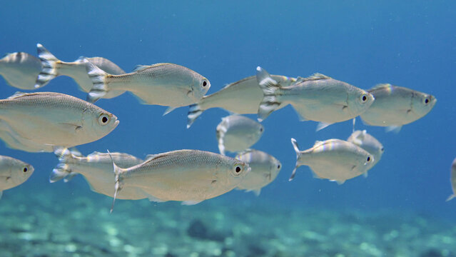 Close-up, school of Barred flagtail, Fiveband flagtail or Five-bar flagtail (Kuhlia mugil) swims in blue water on sunny day in sunshine, Red sea, Egypt