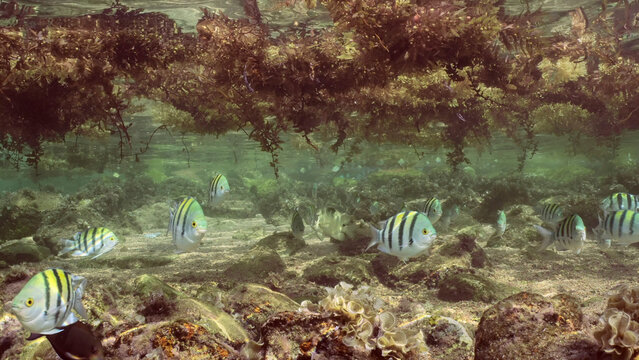 School of tropical fish swimming under Seaweed Brown Sargassum drifting on surface of water form floating islands in shallow water, on daytime in sunlight, Red sea, Egypt - Powered by Adobe