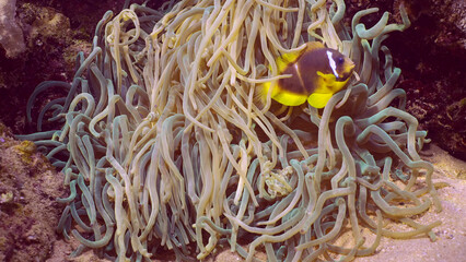 Fototapeta na wymiar Closeup of Red Sea Clownfish (Amphiprion bicinctus) with babies of Threespot dascyllus (Dascyllus trimaculatus) swims in Sebae Anemone (Heteractis crispa) in sunlight, Red sea, Egypt