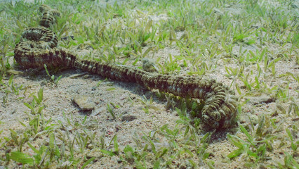 Giant Synaptid Sea Cucumber or Snake Sea Сucumber (Synapta maculata) lies on sandy bottom covered...