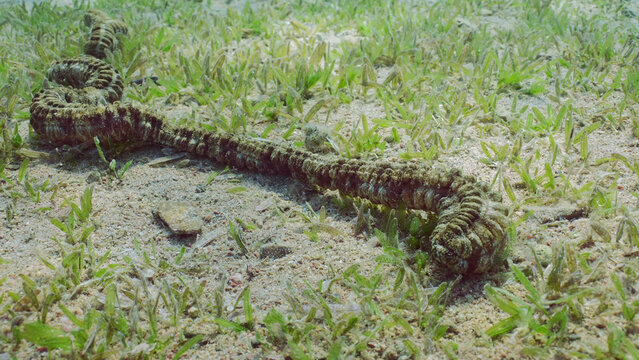 Giant Synaptid Sea Cucumber or Snake Sea Сucumber (Synapta maculata) lies on sandy bottom covered with green Smooth ribbon seagrass (Cymodocea rotundata), Red sea, Egypt