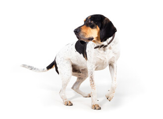 Curios dog looking at something in motion. Extra large puppy dog with long ears caught a scent. 2...
