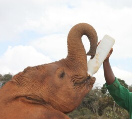 Baby elephant feeding from a bottle