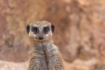 Naklejka na ściany i meble Suricate or Meerkat which is looking at the camera on a blurred background. Safari Ramat Gan, Israel.