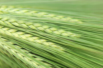 Close up and background of green ears of cereal. Closeup of ear of wheat. Unripe cereal plants as fresh green background. Macro close up of young ears of young green wheat. Agriculture scene