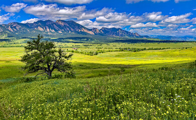 Boulder, Colorado's Flatirons are the backdrop for a spring sea of yellow cinquefoil wildflowers - obrazy, fototapety, plakaty