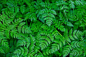 The feathery leaves of the toxic hemlock plant