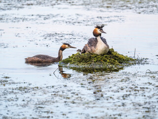 A pair of water birds, Great Crested Grebe, feeding chick at nest.