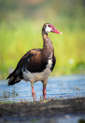 Spur-winged goose Lutembe Wetlands Entebbe Uganda
