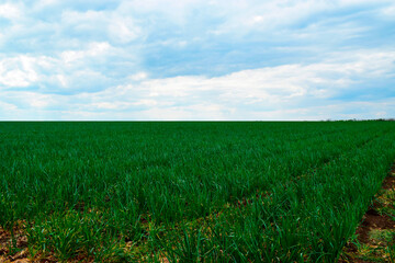Green grass wheat field under blue sky and white clouds during the daytime rural view