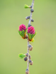 Larch tree fresh pink cones blossom at spring on nature background
