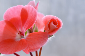 Red flowers of home plant pelargonium (Pelargonium or Geranium) close-up. Selective focus.