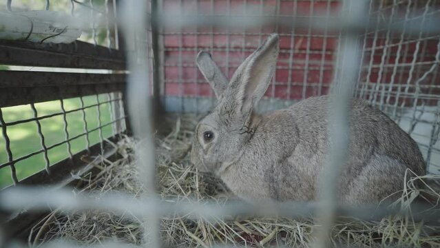 Close up view of grey bunny in the cage eating dry straw. Animals in captivity concept.