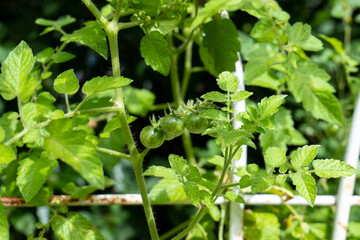 Close Up of a Cluster of Cherry Tomatoes in the Wild (Solanum lycopersicum) a Type of Small Round Shape Tomatoes by a White Metal Fence