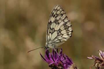 Demi-deuil (Melanargia galathea)