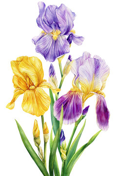 Iris flower and leaf. Set of flowers isolated on white background, watercolor hand drawing, vintage style