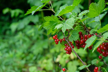 Red currant bush in the garden. Copy space. 