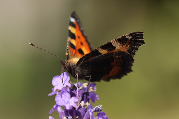 petite tortue (aglais urticae)