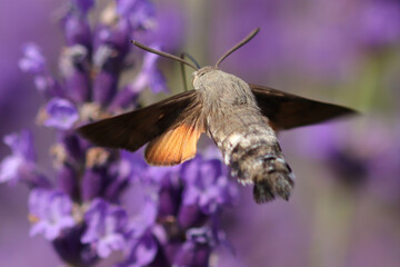 Moro-sphinx --- Sphinx colibri --- Sphinx du caille-lait --- Oiseau-Mouche (Macroglossum...