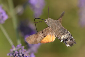 Moro-sphinx --- Sphinx colibri --- Sphinx du caille-lait --- Oiseau-Mouche (Macroglossum stellatarum)