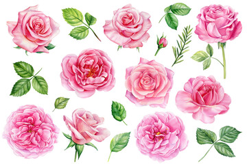 Summer set of beautiful flowers. Roses, buds and leaves on a white background, watercolor painting, pink floral elements