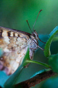 Macro image of Speckled Wood Butterfly (Parage aegeria) standing on leaf, closed wings, focus on eye. Close up insect