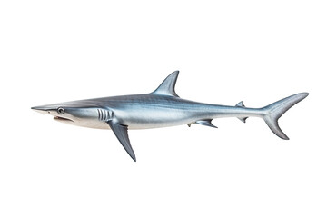 Fototapeta premium Thresher shark Alopias , Transparent background. generative AI