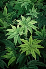 This image showcases numerous marijuana leaves creating a vibrant green background. (Illustration, Generative AI)