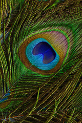 Naklejka premium macro peacock feathers,Peacock feathers close-up