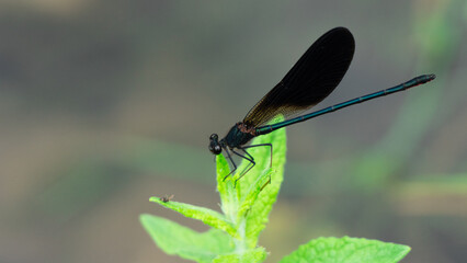 Black and turquoise dragonfly on a leaf