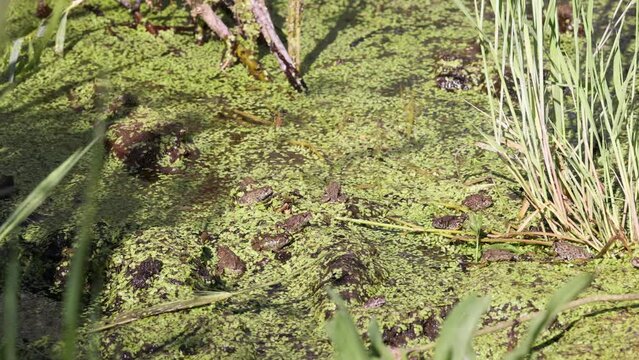  Many small toads sit in a pond in the sun.