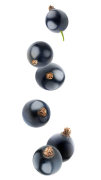 Falling black currant berries cut out