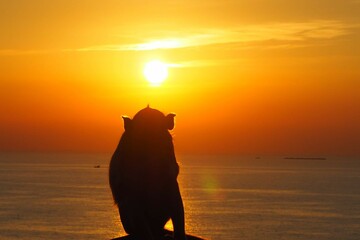 In Chonburi, Thailand, a monkey silhouette is seen with an orange background as the sun sets.