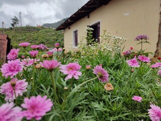 old house with flowers in the background