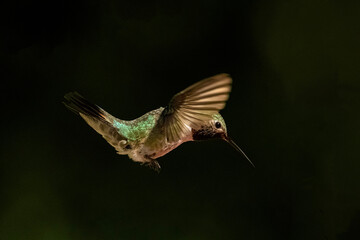 Broad-tailed Hummingbird (Selasphorus platycercus) in Flight at Dusk - 621997215