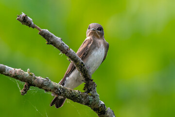 Northern Rough-winged Swallow