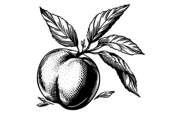 Peach or Apricot fruit hand drawn sketch in engraved style.