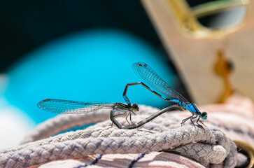 Two dragonflies attached in heart shape on white textured rope close up wings 
