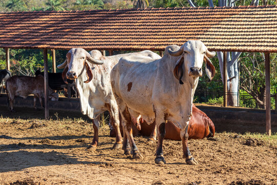 cows on the farm