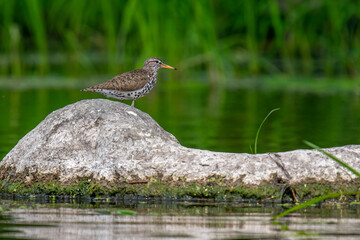 Spotted Sandpiper on River Rock