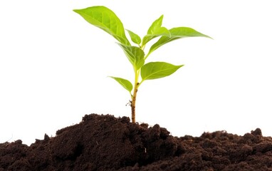 Young plant in soil isolated on white background, Generative AI