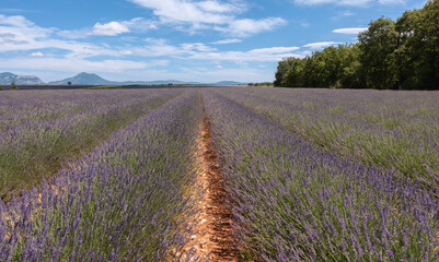 Fototapeta na wymiar Champs de lavandes en fleurs sur le plateau de Valensole, en Provence, Sud de la France. 