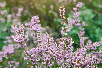 heather with pale pink flowers blooms in the park